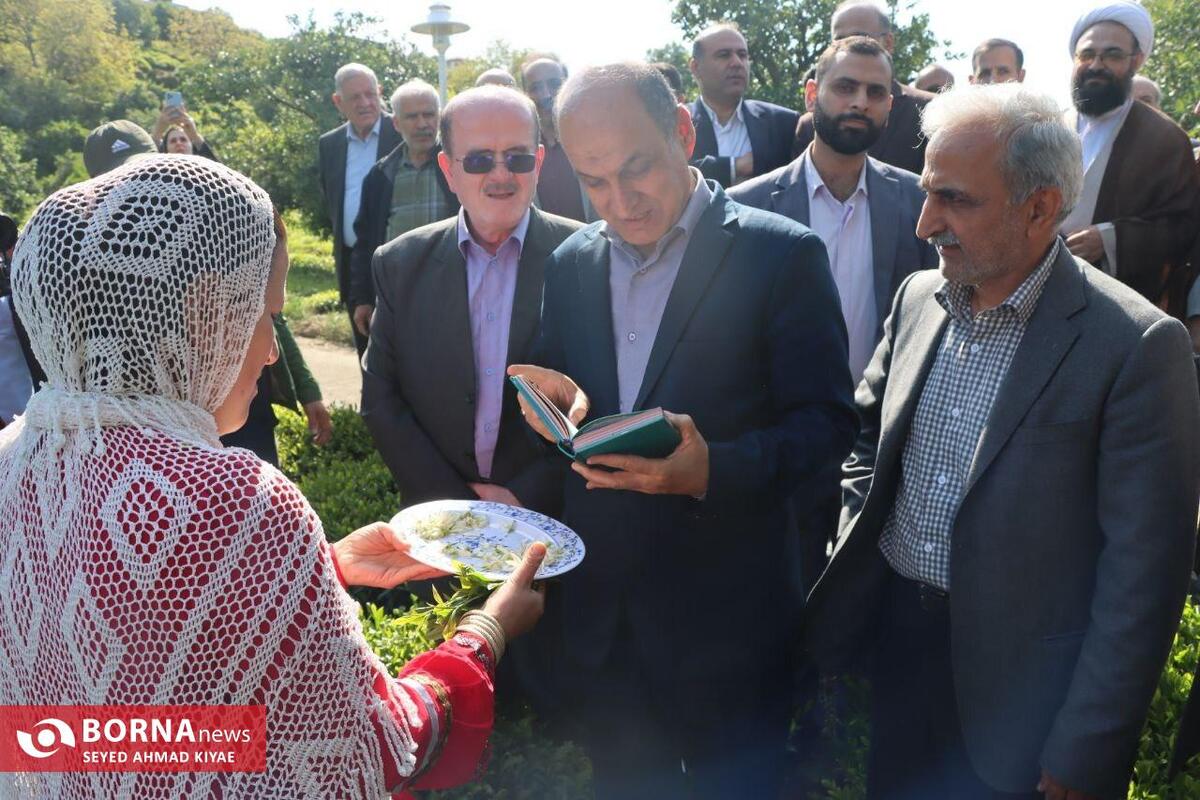 آغاز پر امید فصل چای در گیلان با حضور استاندار