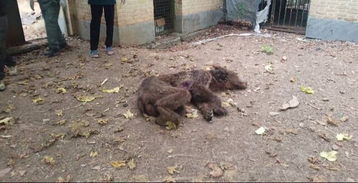 تلف شدن ۲ قلاده خرس قهوه‌ای بر اثر اصابت گلوله در آمل