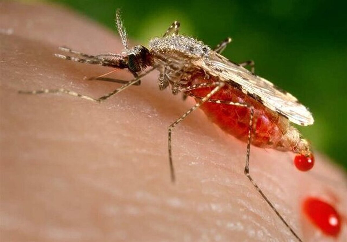 افزایش موارد ابتلا به تب دنگی در این استان به ۷۶ نفر