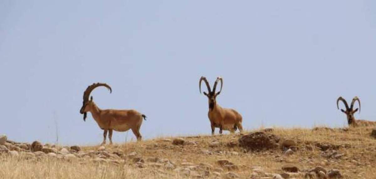 آغاز سرشماری سالانه پستانداران شاخص در زیستگاه‌های حفاظت‌شده خوزستان